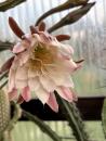 Cereus aethiops
